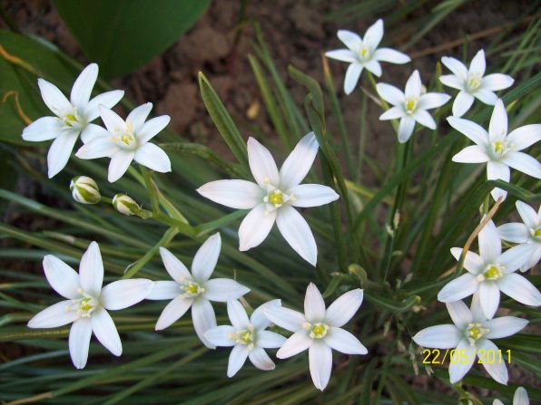 Оля Гузуватая.Цветы