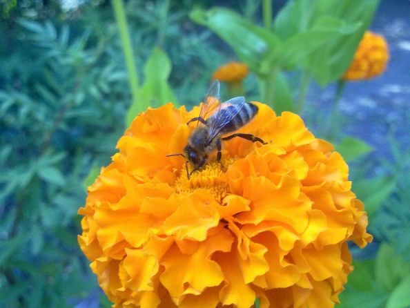 Фото Ольги Гузуватой. Пчела